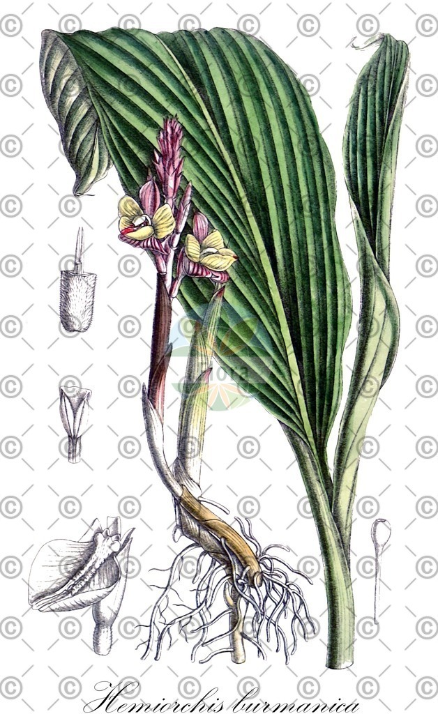 HistAbb_wfo-0000981375_1_ENZY_Simple | Historische Abbildung von Hemiorchis burmanica - Zingiberaceae | Historical Illustration of Hemiorchis burmanica - Zingiberaceae