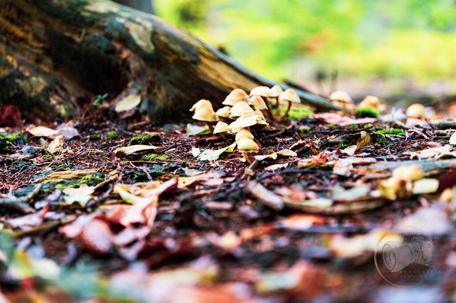 DSC_2866-10 | Shop für Prints Landschaftsfotografie Sächsische Schweiz Naturfotografie in Thüringen Fotos vom Findlingspark Nochten Kloster Sankt Marienstern Bilder Festung Königstein PanoramaRhododendronpark Kromlau FotogalerSchleswig-Holstein Küstenlandschaften