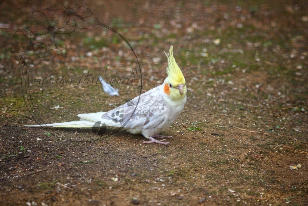 Nymphensittich  | Wildfarben opalin - Realisiert mit Pictrs.com