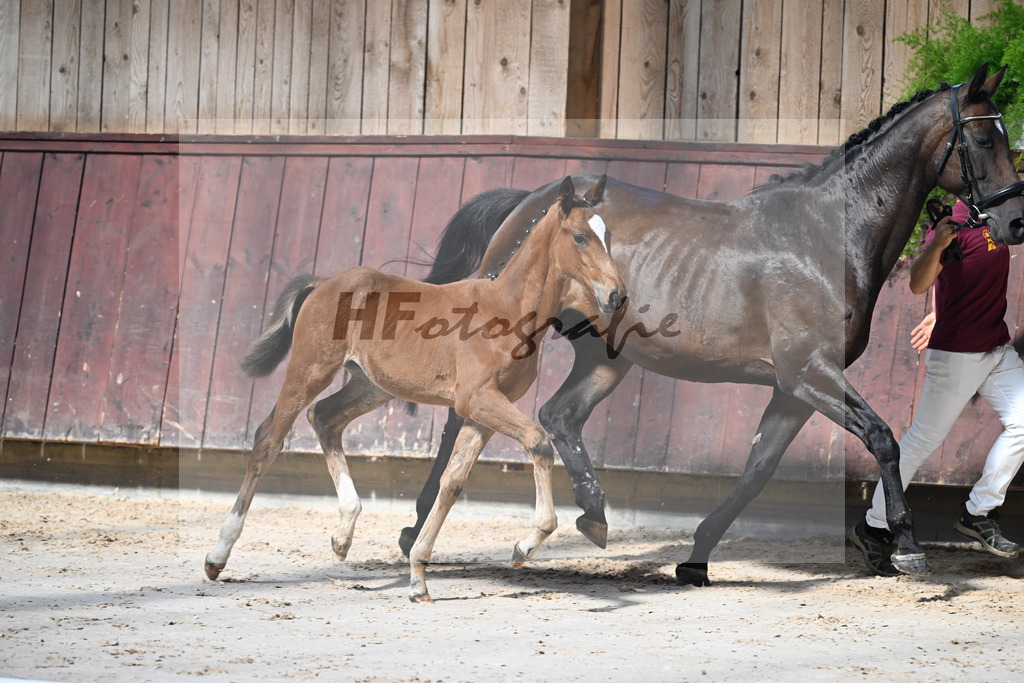 Kat-Nr. 12 Imperio x Decurio_SF_Gindhart_25250053 | hf-fotografie - Realisiert mit Pictrs.com
