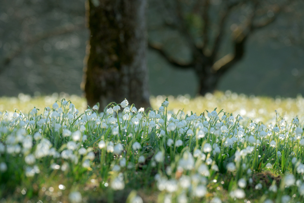 Märzenbecher Feld | Die ersten Frühblüher - Realisiert mit Pictrs.com