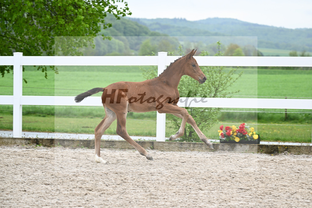 Kat-Nr. 41 SF Comanchero x Zinedream_Wanner_23261441 | hf-fotografie - Realisiert mit Pictrs.com