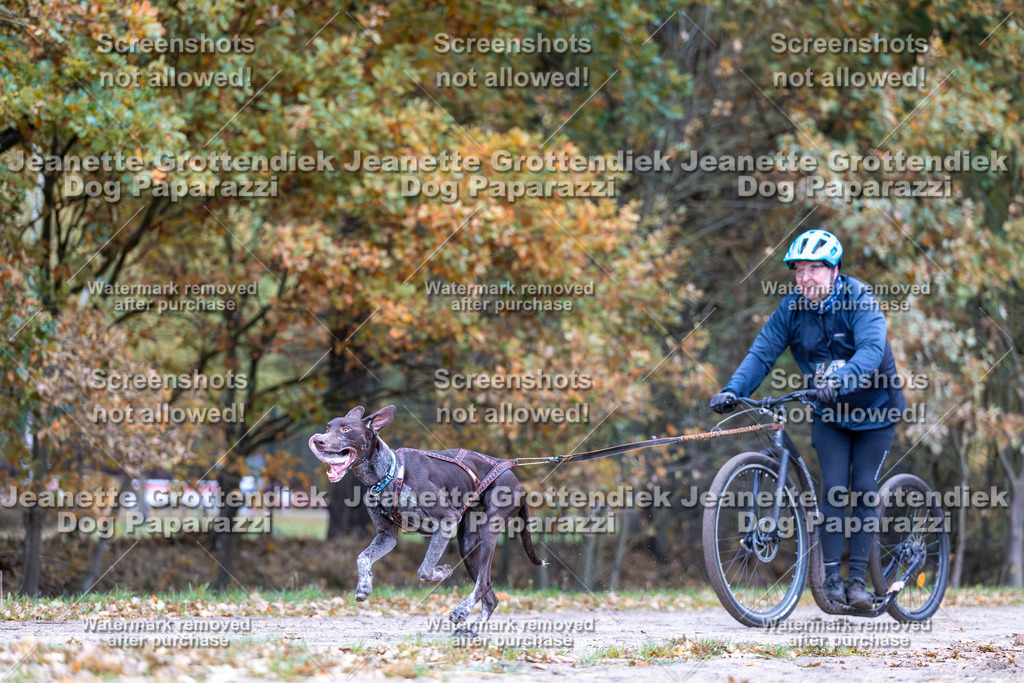 Dog Paparazzi - SD CaniX Championship 2025-14 | Dog Paparazzi Jeanette Grottendiek Fotografie & Videografie - Realisiert mit Pictrs.com