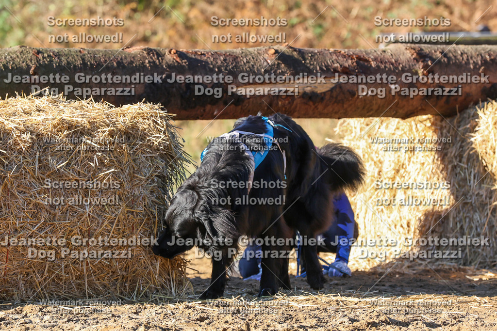 Dog Paparazzi - Strongdog 10-25-1645 | Dog Paparazzi Jeanette Grottendiek Fotografie & Videografie - Realisiert mit Pictrs.com