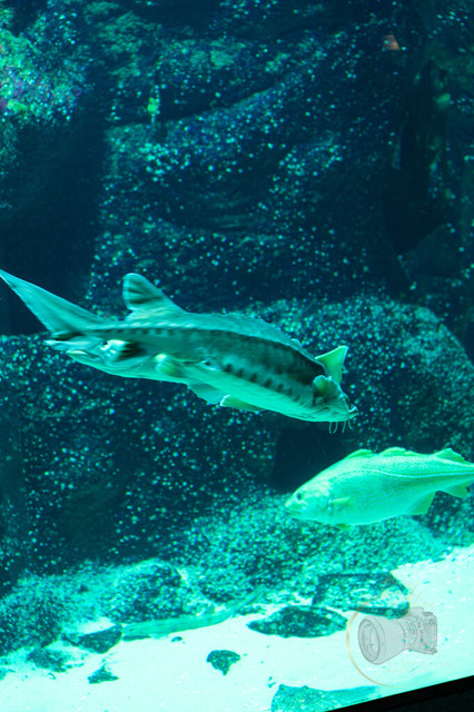 _DSC1325 | Shop für Prints Landschaftsfotografie Sächsische Schweiz Naturfotografie in Thüringen Fotos vom Findlingspark Nochten Kloster Sankt Marienstern Bilder Festung Königstein PanoramaRhododendronpark Kromlau FotogalerSchleswig-Holstein Küstenlandschaften