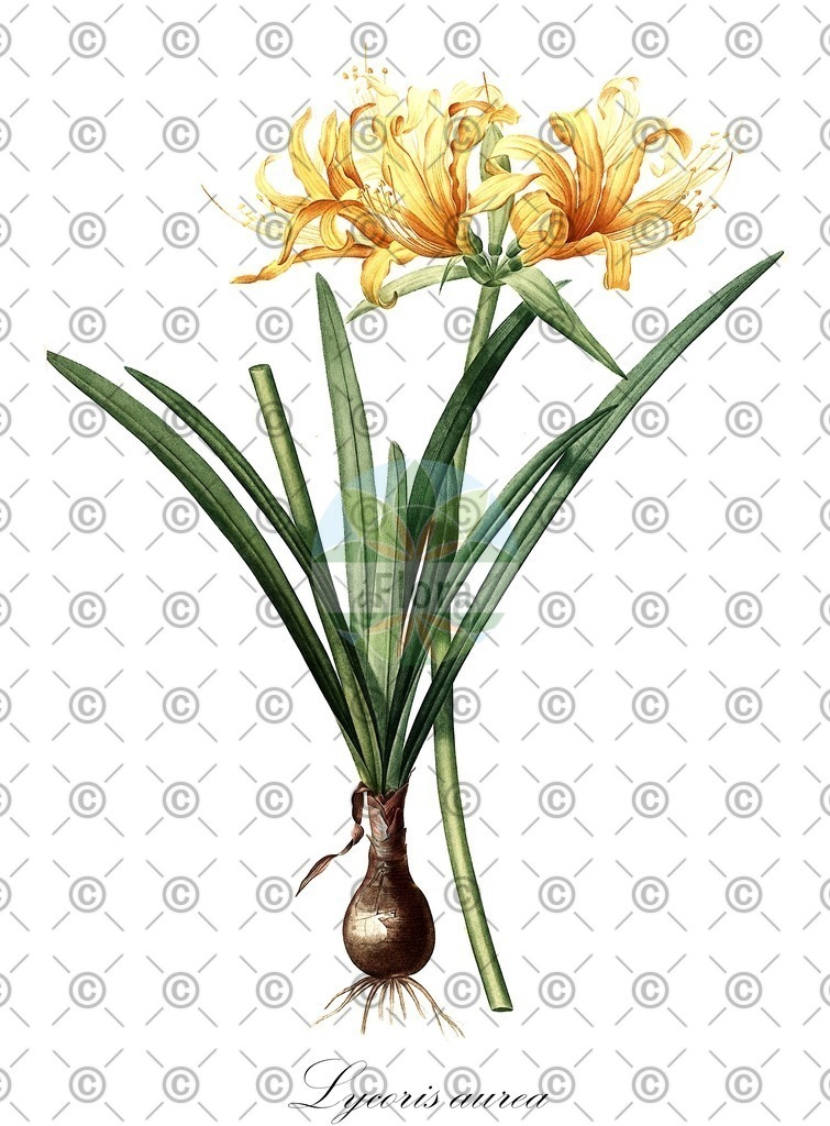 HistAbb_wfo-0001182503_1_ENZY_Simple | Historische Abbildung von Lycoris aurea - Amaryllidaceae | Historical Illustration of Lycoris aurea - Amaryllidaceae