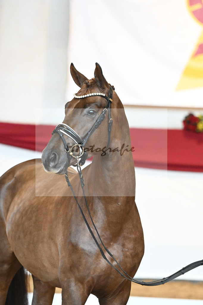Kat-Nr. 41 Morricone I x De Niro_Kozok_43230508 | hf-fotografie - Realisiert mit Pictrs.com