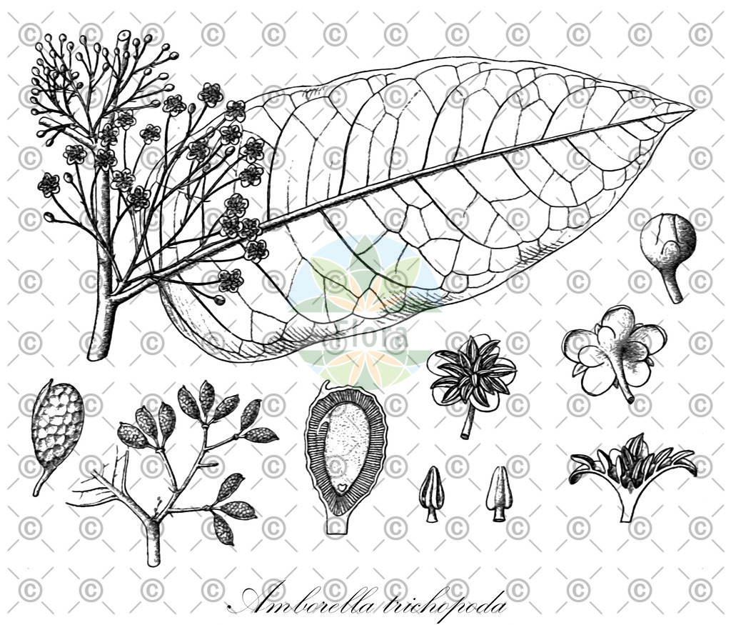 HistAbb_wfo-0000961029_1_ENZY_Simple | Historische Abbildung von Amborella trichopoda - Amborellaceae | Historical Illustration of Amborella trichopoda - Amborellaceae