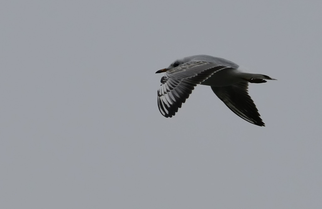 2014_01_02 DSC_7812-443 | bridgeman - Realisiert mit Pictrs.com