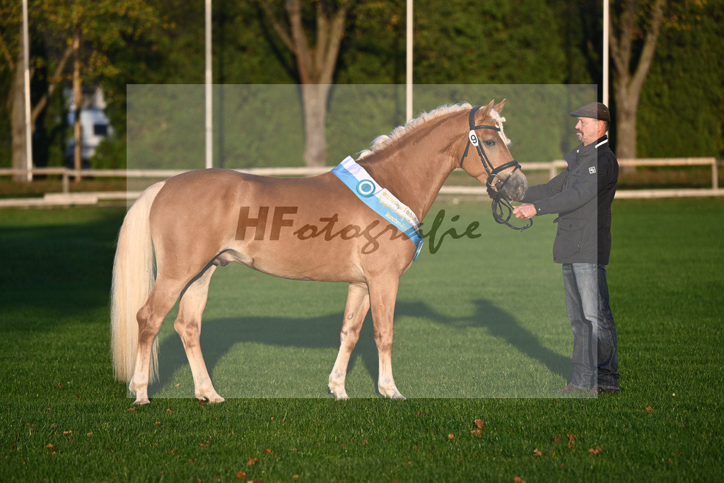 Kat-Nr. 9 Exclusiv_Haflingergestuet Dornburg_44241186 | hf-fotografie - Realisiert mit Pictrs.com