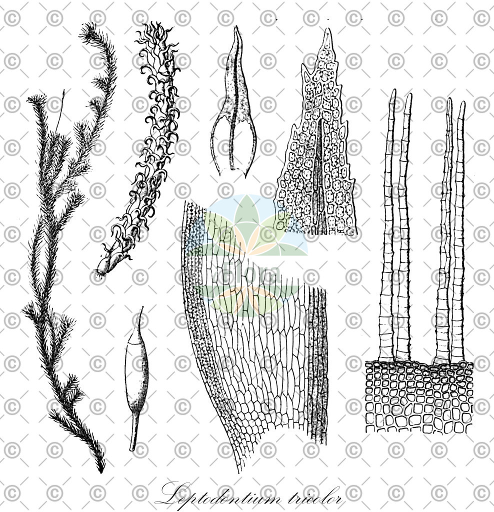HistAbb_wfo-0001168845_1_ENZY_Simple | Historische Abbildung von Leptodontium tricolor - Pottiaceae | Historical Illustration of Leptodontium tricolor - Pottiaceae