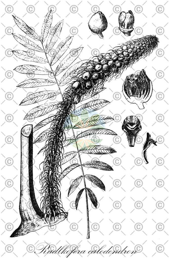 HistAbb_wfo-0001207510_1_ENZY_Simple | Historische Abbildung von Radlkofera calodendron - Sapindaceae | Historical Illustration of Radlkofera calodendron - Sapindaceae