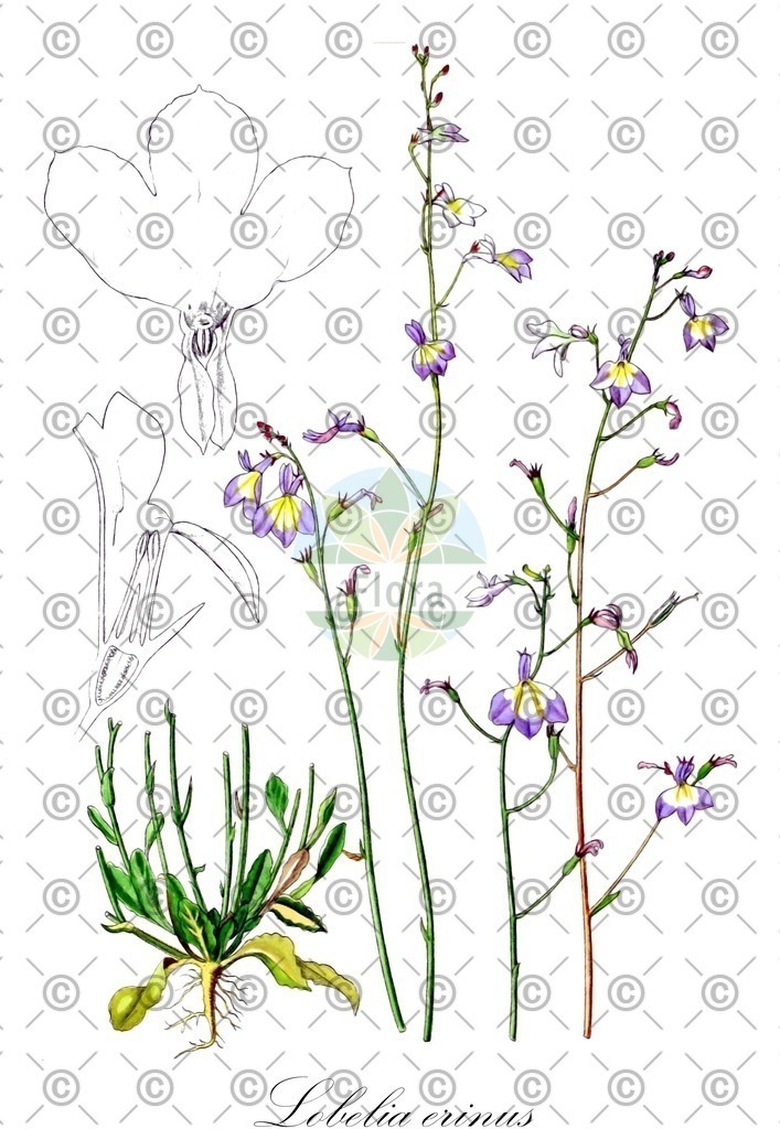 HistAbb_wfo-0000358475_1_ENZY_Simple | Historische Abbildung von Lobelia erinus - Campanulaceae | Historical Illustration of Lobelia erinus - Campanulaceae