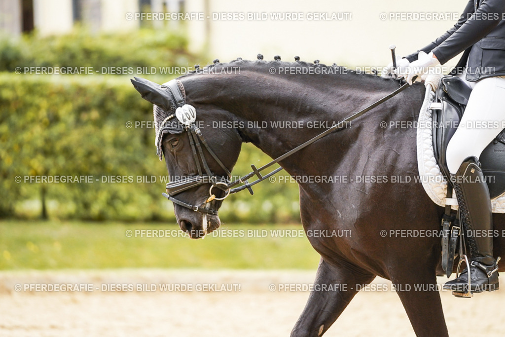 DSC02159 | Pferdegrafie