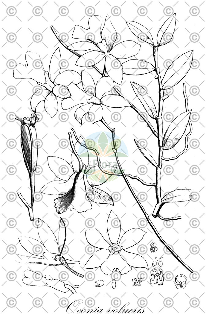 HistAbb_wfo-0000254605_2_ENZY_Simple | Historische Abbildung von Oeonia volucris - Orchidaceae | Historical Illustration of Oeonia volucris - Orchidaceae