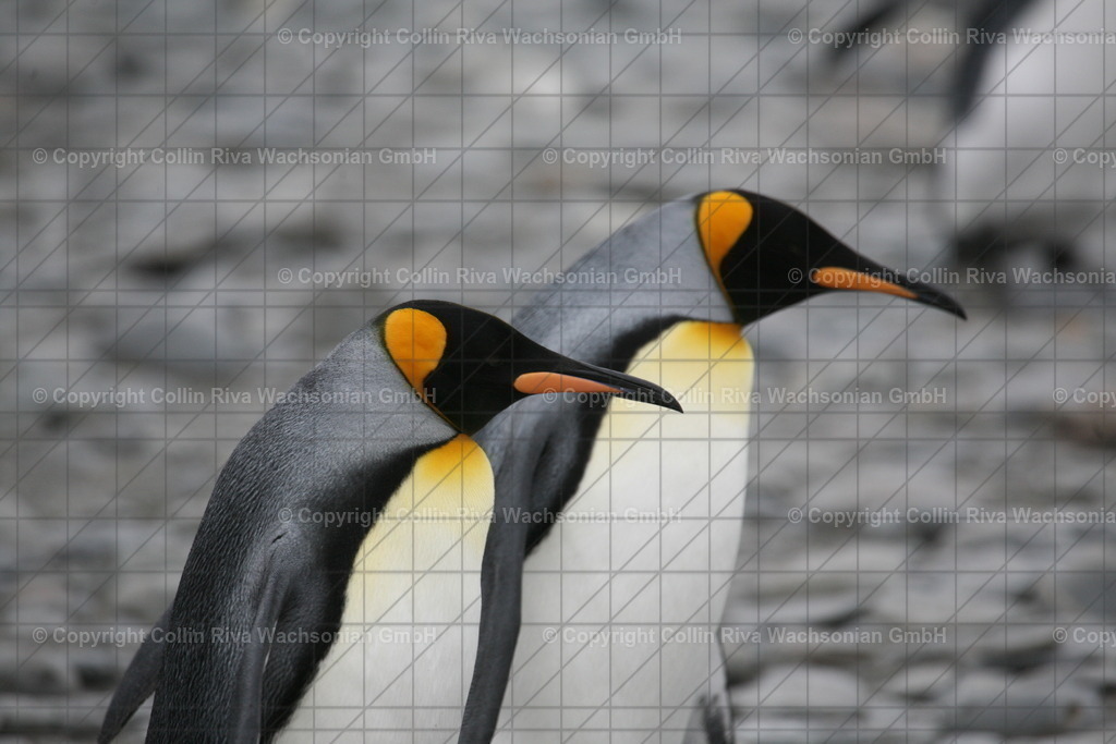 IMG_9658 | Antarktis / Antarctica - Realisiert mit Pictrs.com