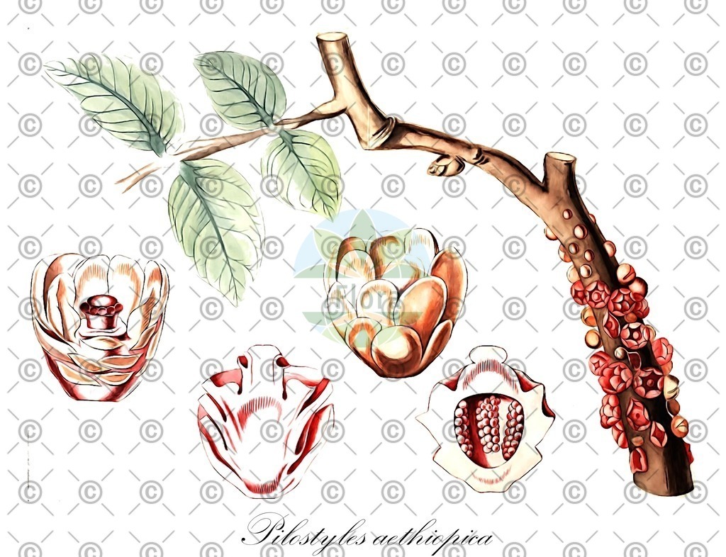 HistAbb_wfo-0000471956_1_ENZY_Simple | Historische Abbildung von Pilostyles aethiopica - Apodanthaceae | Historical Illustration of Pilostyles aethiopica - Apodanthaceae