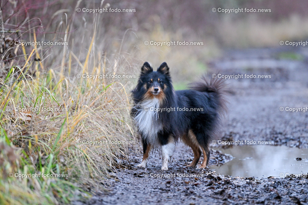 Hund_ Hunde_ Freilaufzone_ 13.12.2024-4 | 13.12.2024, Linz, AUT, Hund, Hunde, Themenbild, im Bild Hund, Hunde, spazieren, Wald, Weg, Wiese, laufen, Freilaufzone, Spazierweg, Arrigo, spielen, laufen