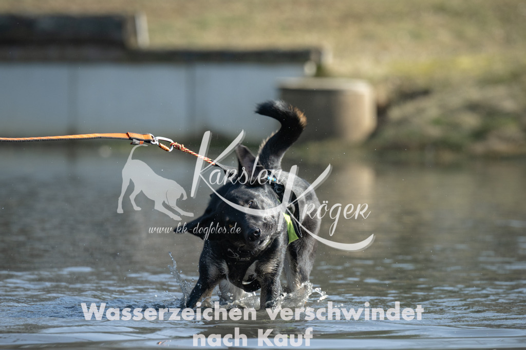 1315_ZZ95443 | kk-dogfotos