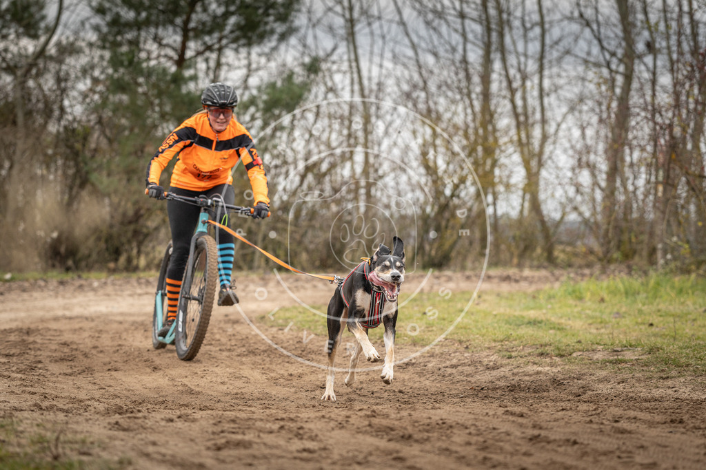 Pfotenfotografie_DV3A9738 | Hundefotografie, Tierfotograf, Pfotenfotografie, Fotoshooting Hund, Hunde Portrait, Hundesport, Hundeportraits, Heideshooting, Hunde, Sportfotograf, Hundefotograf, Turnierhundsport, THS,  - Realisiert mit Pictrs.com