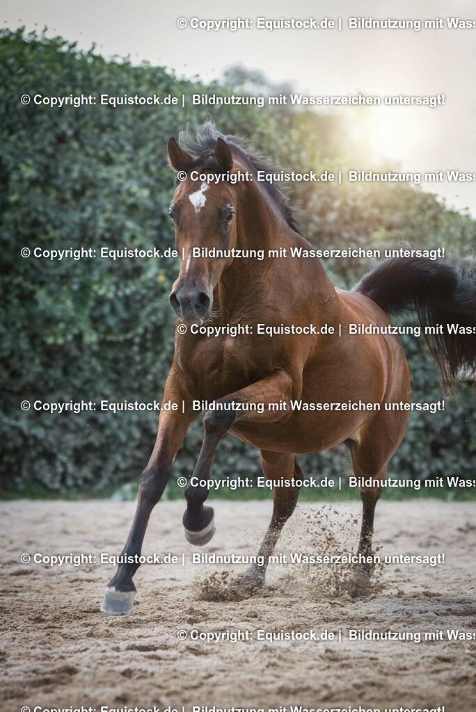 2016_Araber_Stute_Braun (9) | Foto: Thomas Hartig