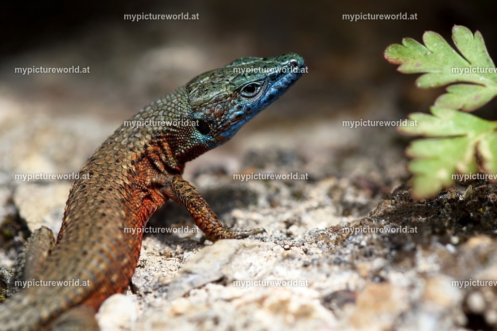 Pracht-Kieleidechse-028 | Das Bilderarchiv über Tiere, Planzen und Landschaften. In der Bilddatenbank finden Sie ein große Auswahl an hochwertigen Bilder für Ihre Werbung - Realisiert mit Pictrs.com