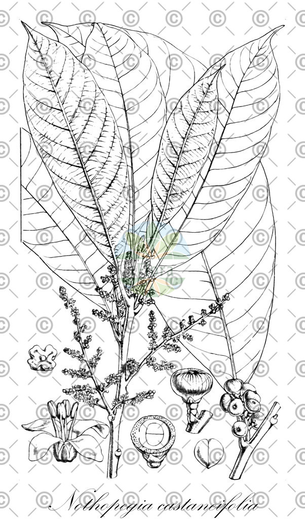 HistAbb_wfo-0000696872_1_ENZY_Simple | Historische Abbildung von Nothopegia castaneifolia - Anacardiaceae | Historical Illustration of Nothopegia castaneifolia - Anacardiaceae