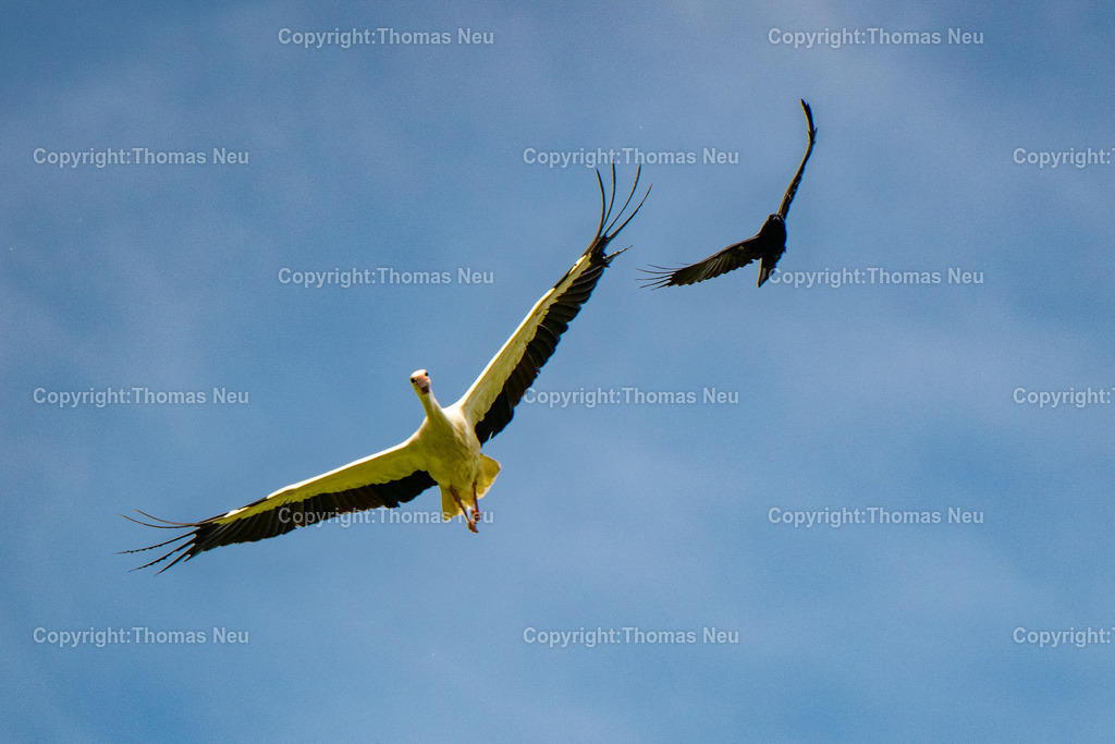 Storch_Kraehe_Begleitflug | Ein Weißstorch fliegt mit ausgebreiteten Flügeln am blauen Himmel, begleitet von einer Krähe – eindrucksvolle Naturfotografie aus der Bergstraße.