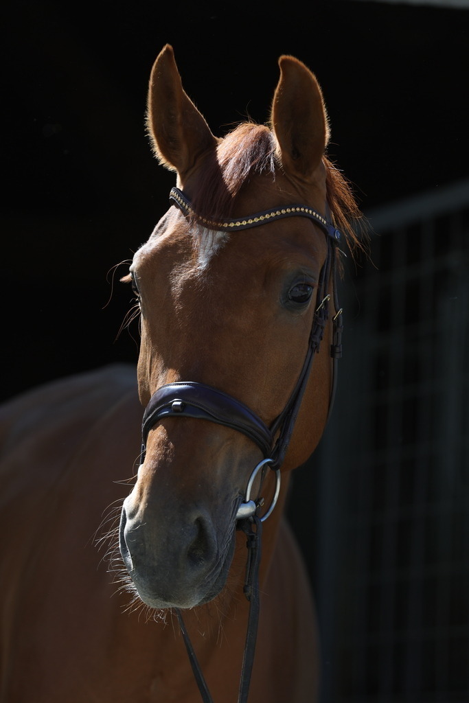 0P6A8934 | Willkommen bei Brunnmayr - Design & Fotografie – Ihrem Spezialisten für Reitturniere und Pferdeveranstaltungen in Oberösterreich, Salzburg und Bayern! Seit über 17 Jahren sind wir leidenschaftlich dabei.