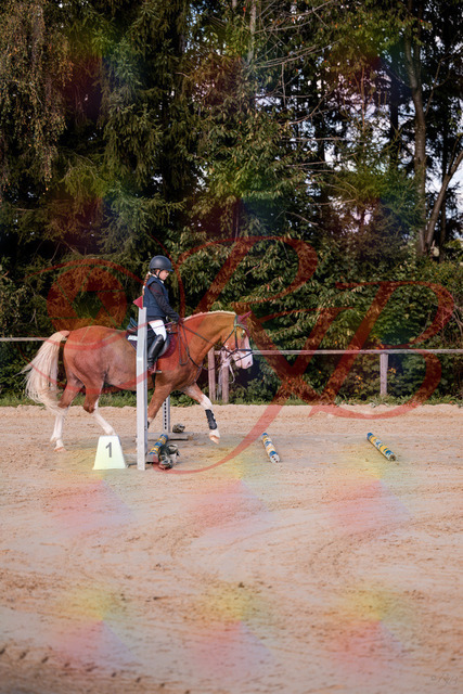2026_10_03_Siefer-Hof_144416_Z81_17693846 | Professionelle Reitsport-, Turnier- und Eventfotografie von Robert Broda. Galerien mit ausgewählten und bearbeiteten Bildern direkt online ansehen und bestellen.