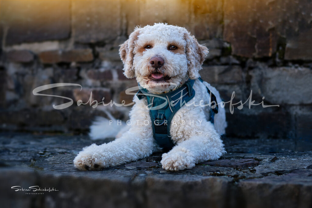 "Emil" - Goldendoodle | People- und Tierfotografie, Imageaufnahmen, Veranstaltungsfotografie und Wandbilder aus der Natur ★ Made in Germany ✔️ Druck + Downloads ✔️ Naturfotografie in Top Qualität ★ schneller Versand, weltweite Lieferung! - Realisiert mit Pictrs.com