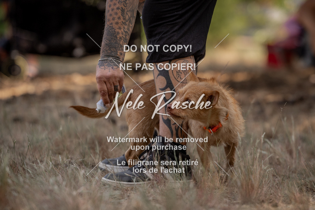 nelerasche_soDD2_42 | nelerasche