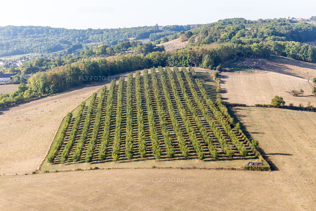 Vue aérienne: Verger de pruniers Mirabelle à Vigneulles dans le département Meurthe et Moselle, France. Photo: IMG_118252.jpg prise le 15/09/2019 par Werner Riehm/FLY-FOTO.eu – Résolution de l'original: 5472 x 3648 px