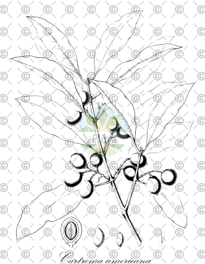 Histabb_EMP_107298_SRC_Koehler_1887_SIMPLE | Historische Abbildung von Cartrema americana - Oleaceae | Historical Illustration of Cartrema americana - Oleaceae