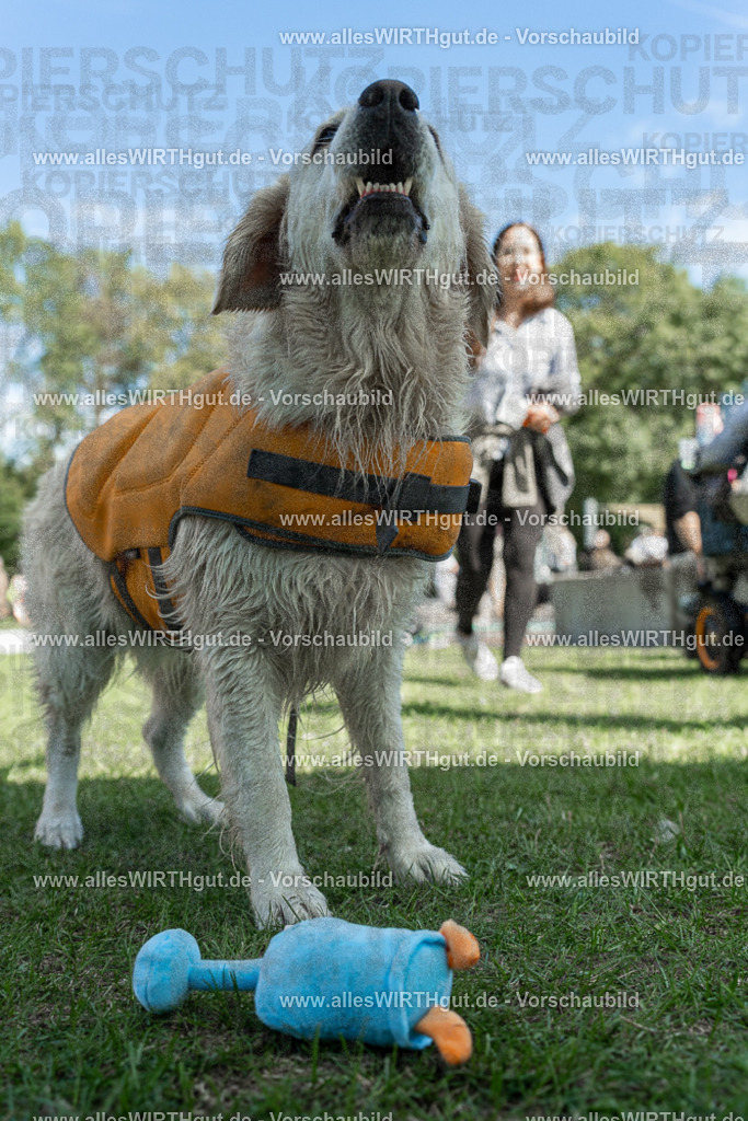 Hundeschwimmen_Volksbad_2026-allesWIRTHgut_Tierfotografie-2609061336-7R500854 | Professionelle Tierfotografie in Mönchengladbach von Daniel Wirth (allesWIRTHgut). Liebevolle & natürliche Bilder von Hunden & Katzen für unvergessliche Erinnerungen.