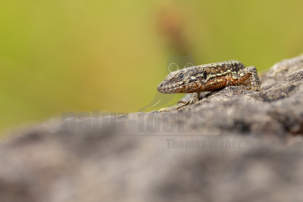 R5NF4578_20240623 | Die Mauereidechse gehört zur Klasse der Kriechtiere, der Familie der Echten Eidechsen und zur Gattung der Mauereidechsen. Sie wurde von der Deutschen Gesellschaft für Herpetologie und Terrarienkunde zum Reptil des Jahres 2011 ausgerufen. - Realisiert mit Pictrs.com