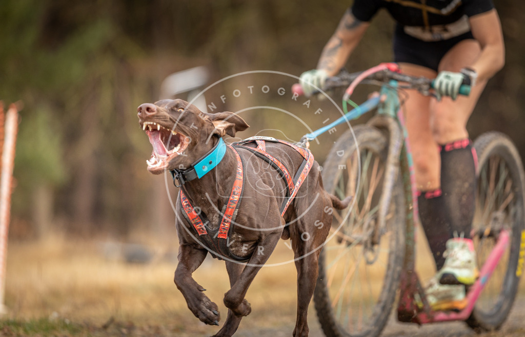 DV3A3380 | Hundefotografie, Tierfotograf, Pfotenfotografie, Fotoshooting Hund, Hunde Portrait, Hundesport, Hundeportraits, Heideshooting, Hunde, Sportfotograf, Hundefotograf, Turnierhundsport, THS,  - Realisiert mit Pictrs.com