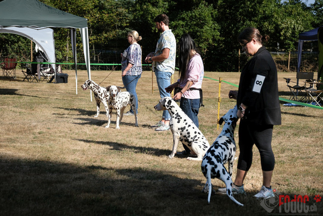 Dalmatiner DZGD CDF in Hilden | Dalmatiner, Regionalgruppenausstellung DZGD / CDF) in Hilden. Richterin Margrit Martegani.  in Hilden  04.09.2022 Foto: Leo Wyden