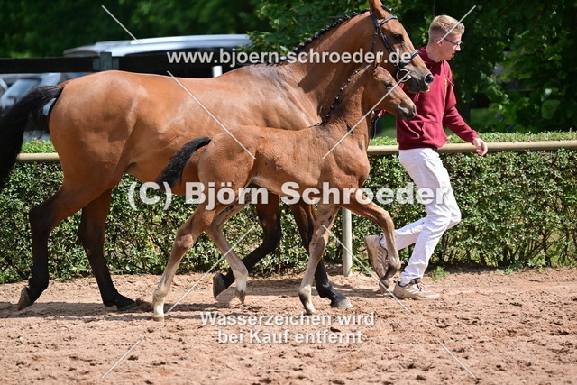 062_Diaron - Stalypso_Hartmut Bethge_868_4149 | Björn Schroeder Pferdefotografie