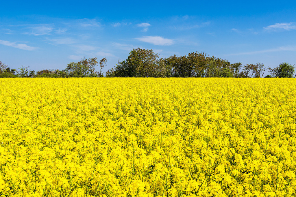 Rapsfeld mit Bäumen und blauen Himmel bei Parkentin | Rapsfeld mit Bäumen und blauen Himmel bei Parkentin.