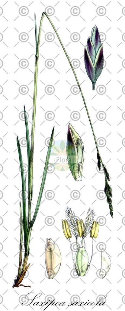 HistAbb_EMP_19381_SRC_Schlechtendal_FLORAD_SIMPLE | Historische Abbildung von Saxipoa saxicola - Poaceae | Historical Illustration of Saxipoa saxicola - Poaceae