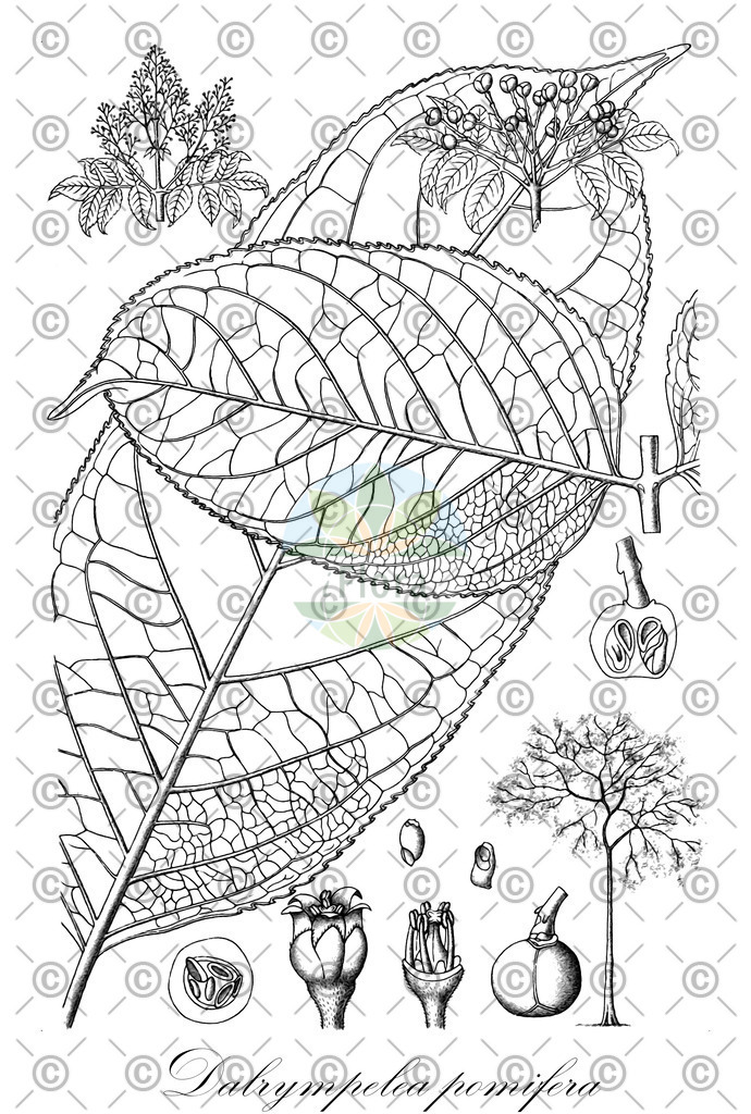 HistAbb_wfo-0001147062_1_ENZY_Simple | Historische Abbildung von Dalrympelea pomifera - Staphyleaceae | Historical Illustration of Dalrympelea pomifera - Staphyleaceae