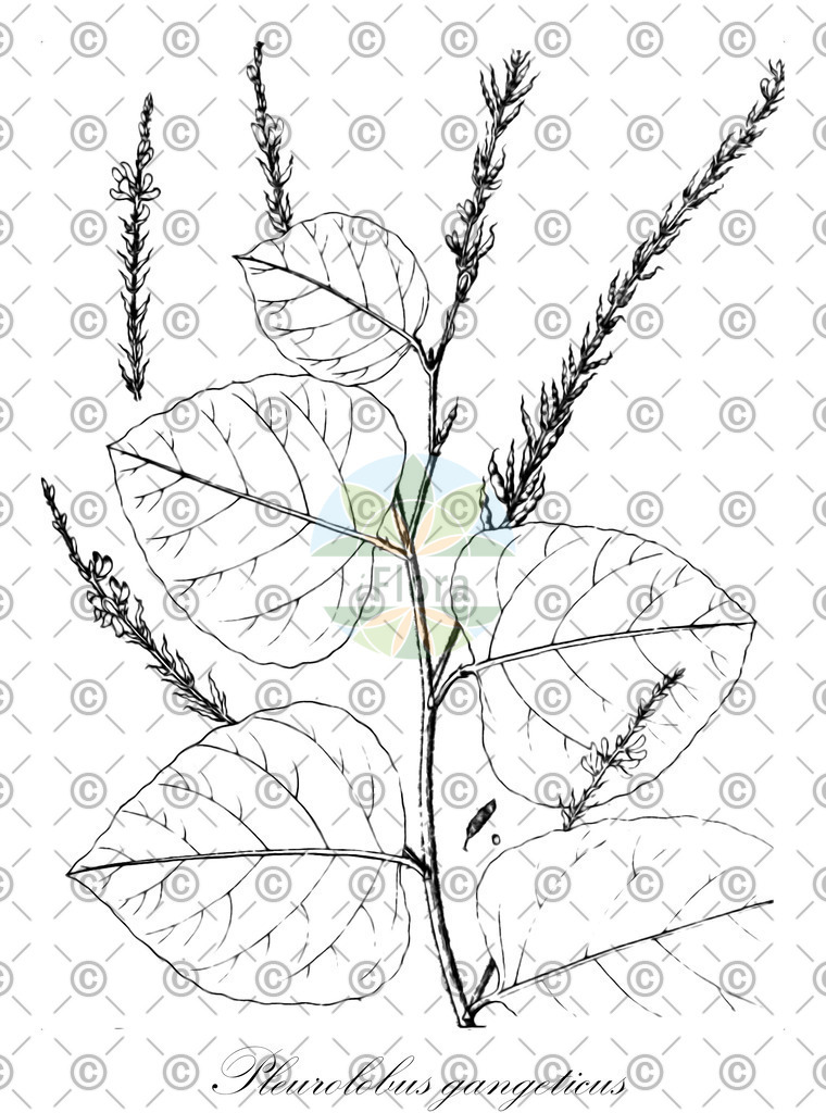 HistAbb_wfo-0000394661_1_ENZY_Simple | Historische Abbildung von Pleurolobus gangeticus - Fabaceae | Historical Illustration of Pleurolobus gangeticus - Fabaceae