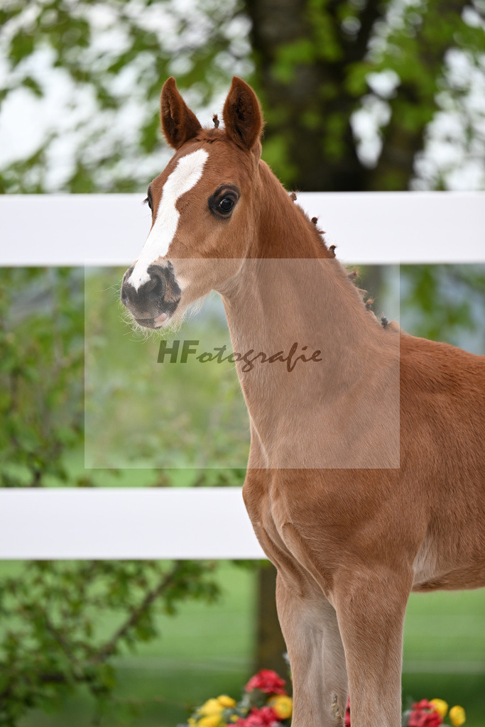Kat-Nr. 50 HF Erste Sahne x Grey Flanell_Geng_23260066 | hf-fotografie - Realisiert mit Pictrs.com