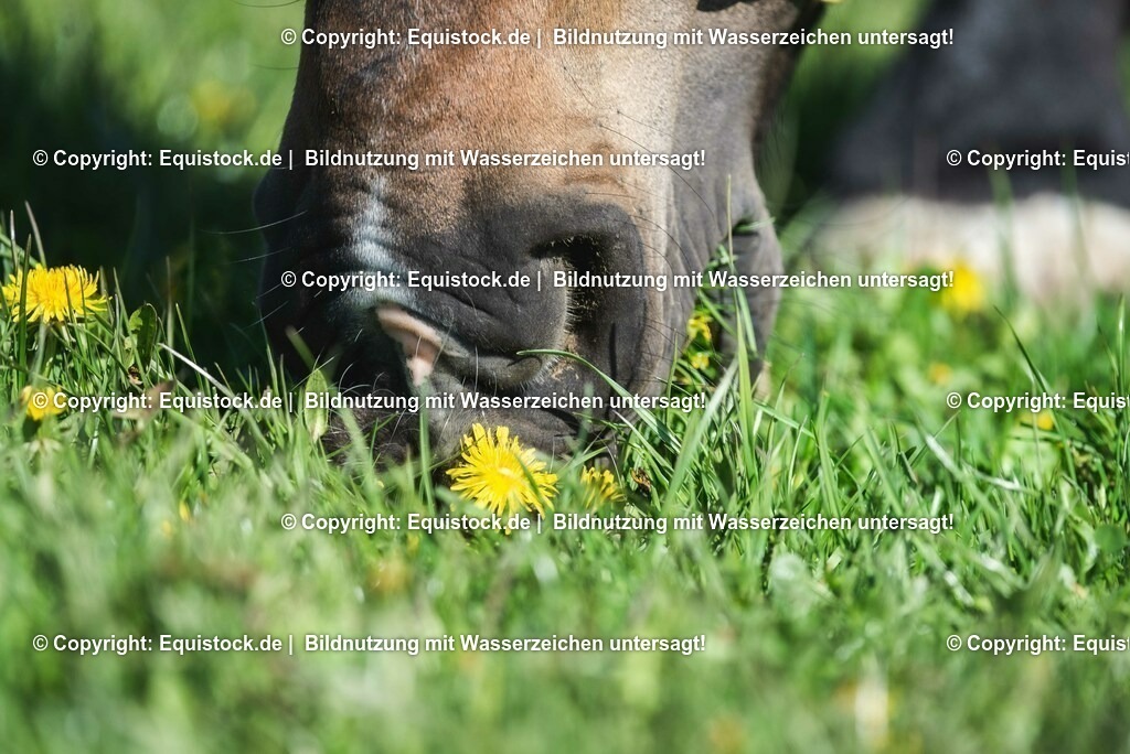 20210426_Pferd-auf-Koppel_0073 | equistock