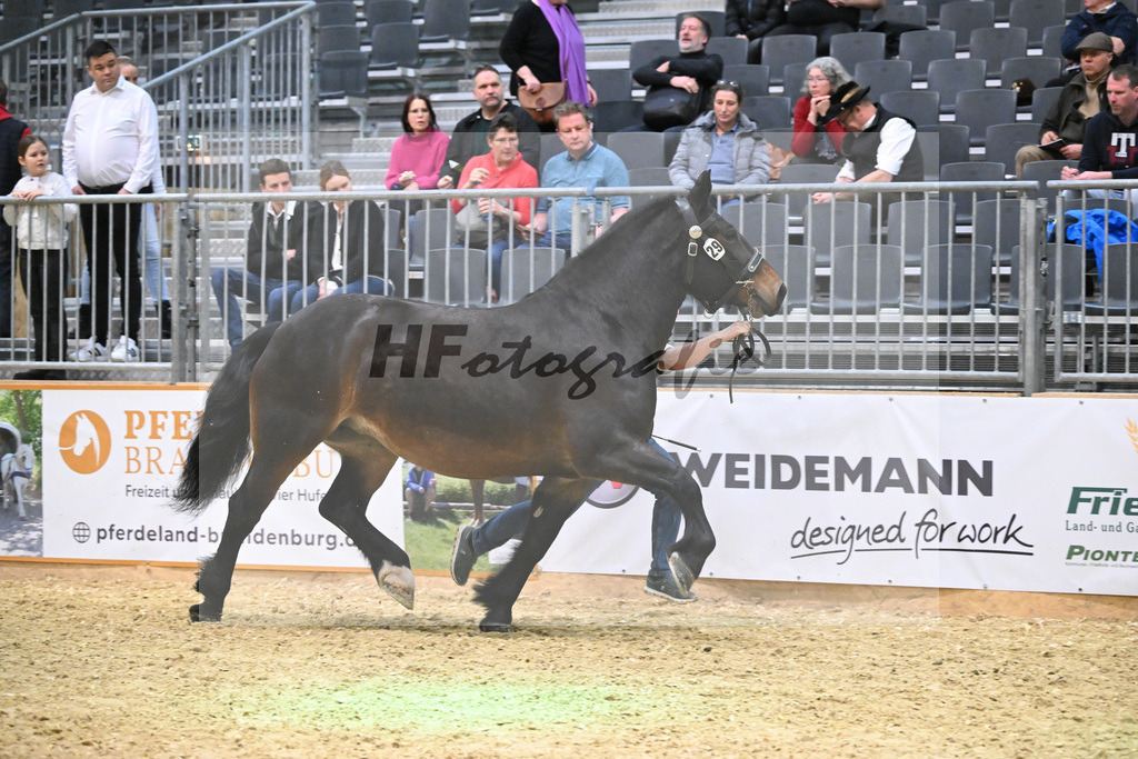 Kat-Nr. 29 Fiona v. Rupertiwinkel_Eham_1260440 | hf-fotografie - Realisiert mit Pictrs.com