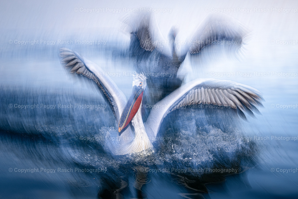 Pelikane_2024_groß next4-18 | PeggyRaschPhotography - Realisiert mit Pictrs.com
