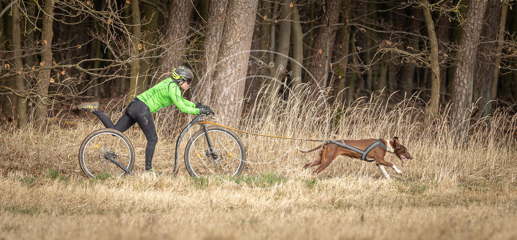 DV3A4857 | Hundefotografie, Tierfotograf, Pfotenfotografie, Fotoshooting Hund, Hunde Portrait, Hundesport, Hundeportraits, Heideshooting, Hunde, Sportfotograf, Hundefotograf, Turnierhundsport, THS,  - Realisiert mit Pictrs.com