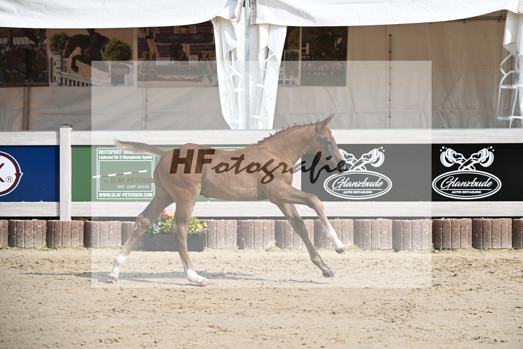 Zirocco Blue x Kannan_HF_Maier_12250175 | hf-fotografie - Realisiert mit Pictrs.com