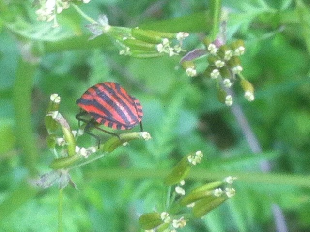 Streifenwanze | Verkauf von Fotos und  Videoclips zumThema Natur.Motive sind Pflanzen, Tiere, Landschaftenund Wetter - Realisiert mit Pictrs.com